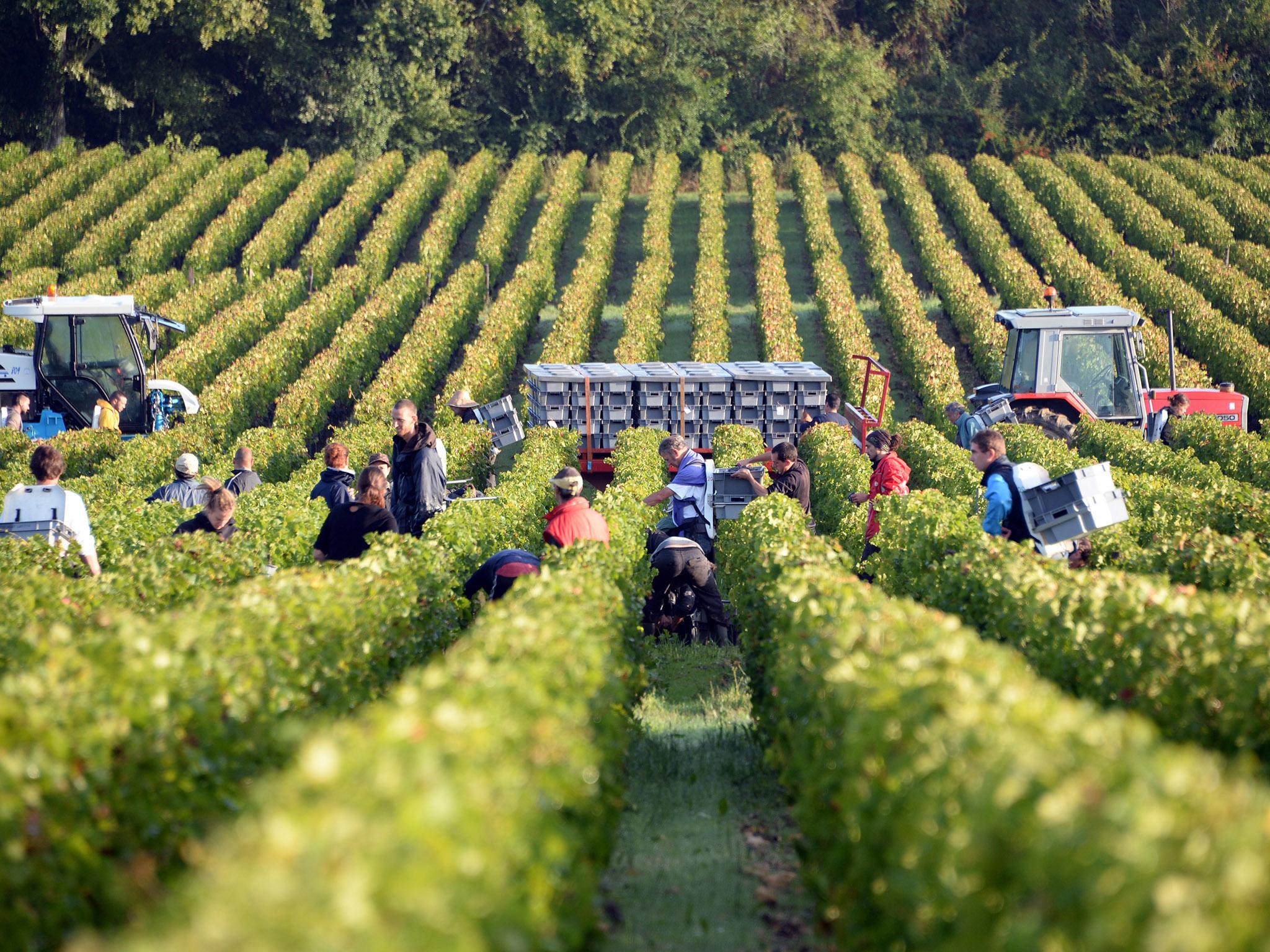 Grape pickers during the harvest in Martillac, Bordeaux