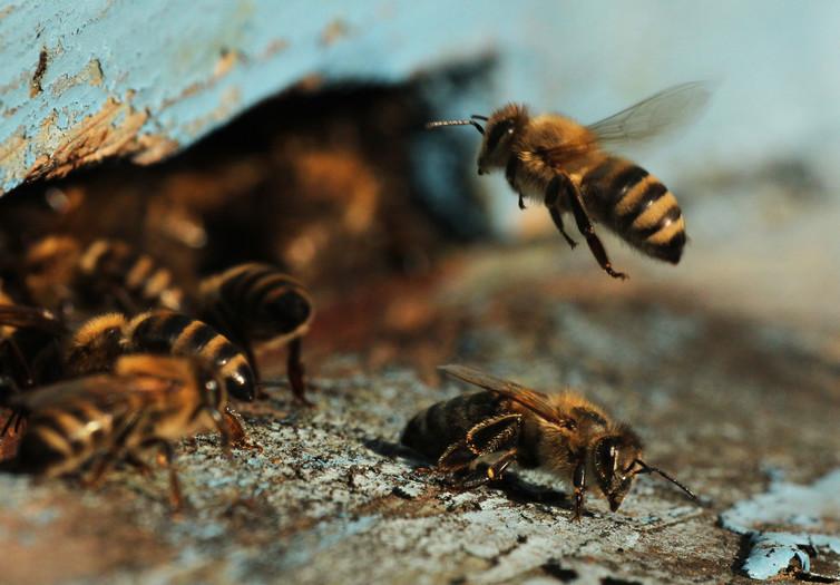 Bees' brains have the power to figure out sport on their own