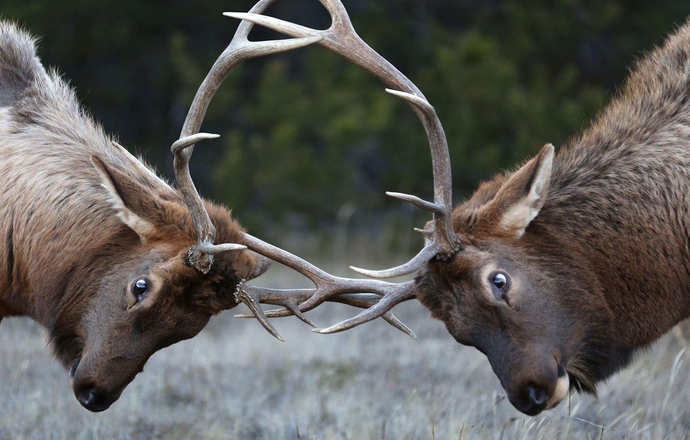 Elk are not an endangered species