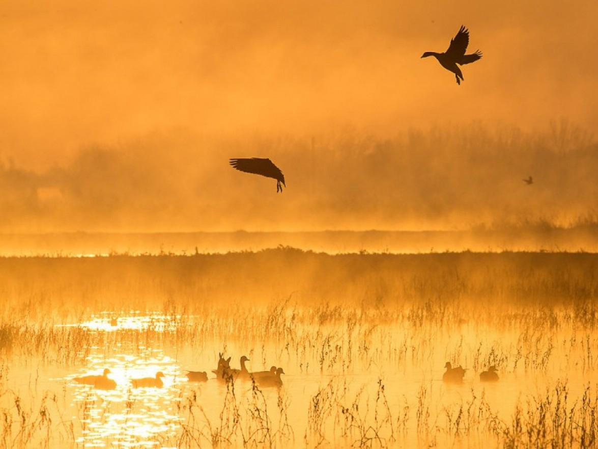 Nestled in the heart of California’s Central Valley, the Cosumnes River Preserve is a critical stop on the Pacific Flyway for migrating and wintering waterfowl. The preserve includes 46,000 acres of grasslands, vernal pools, wetlands and valley oak forests