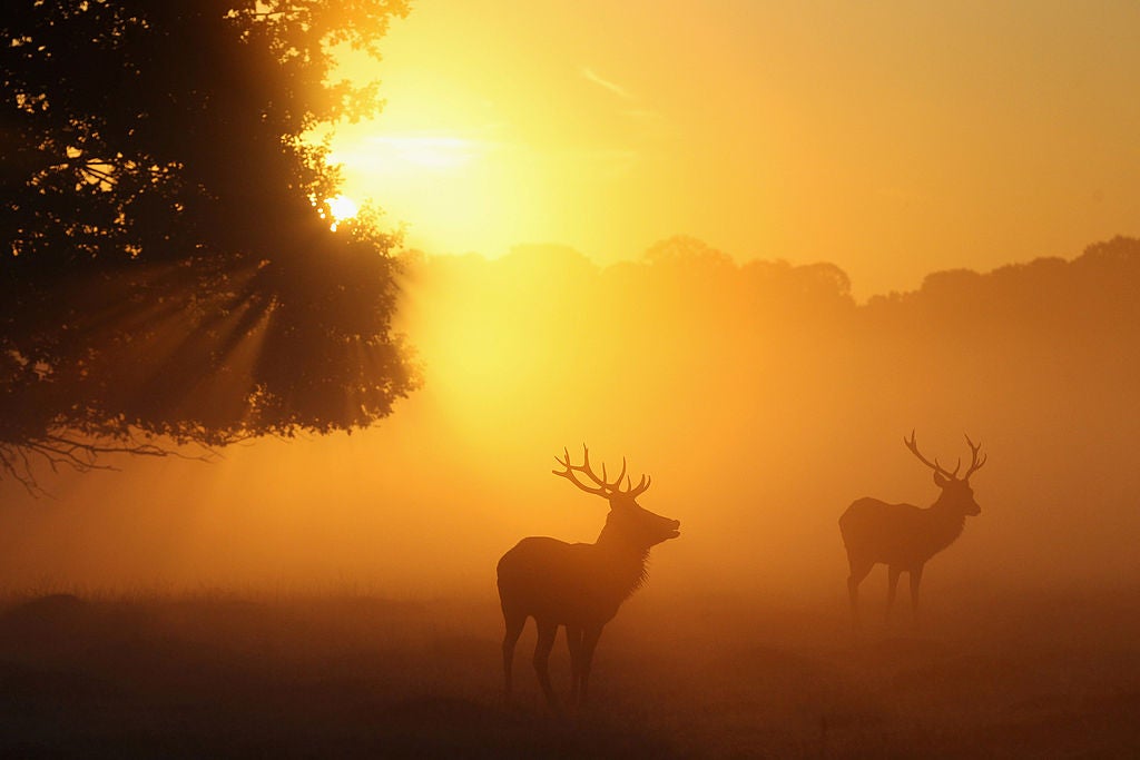 Oh dear: don’t get your antlers in a tangle over animal plurals