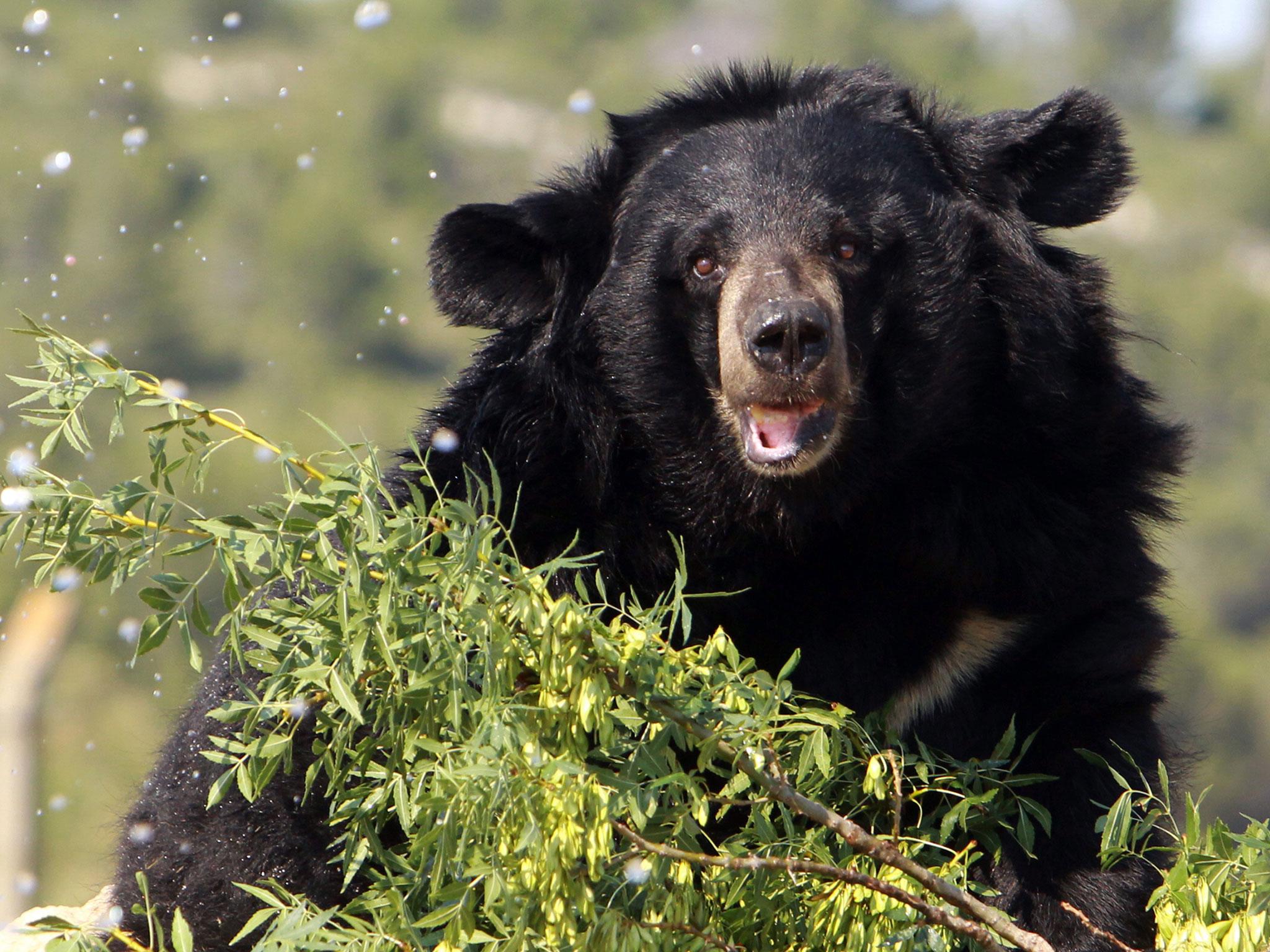 Thongchai Saengprathum said the bear should have been transported in a cage, not in a net