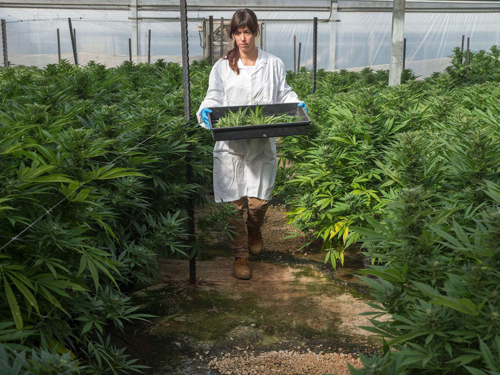 A worker is pictured in the Breath Of Life greenhouse in Israel, which is seen as a world leader in medical cannabis research