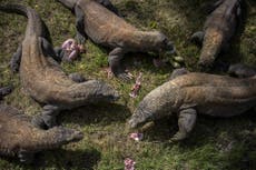 Where is Komodo National Park? Are they endangered? How heavy and how fast are they?