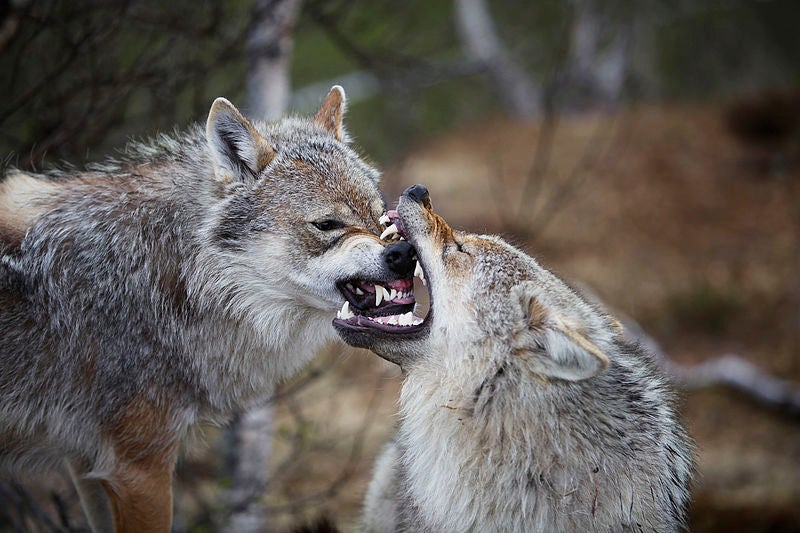 Wolves (Canis lupus lupus) at Polar Zoo in municipality of Bardu, Troms County, Norway.