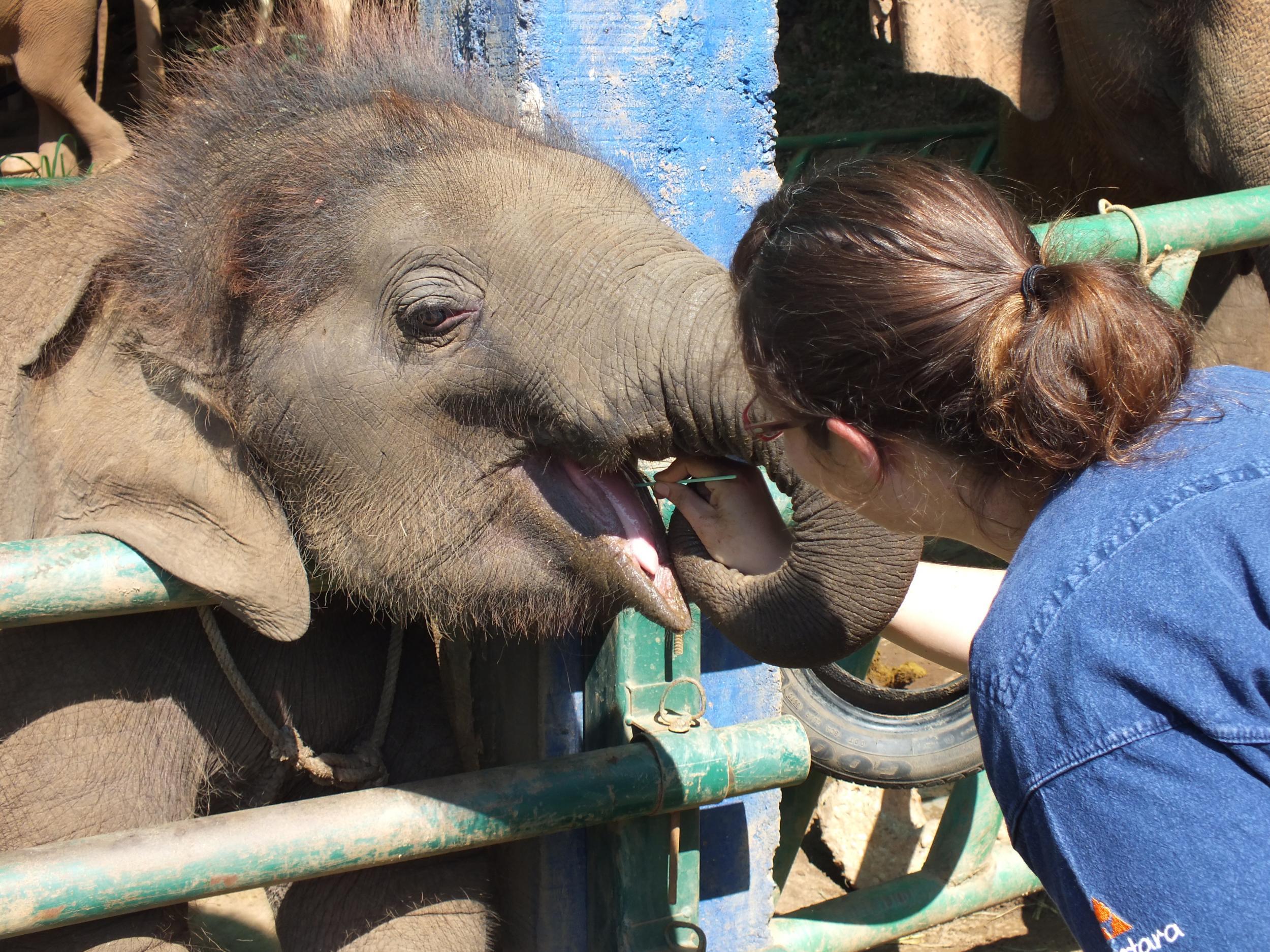 An elephant is DNA registered using a cheek swab that costs less than £8