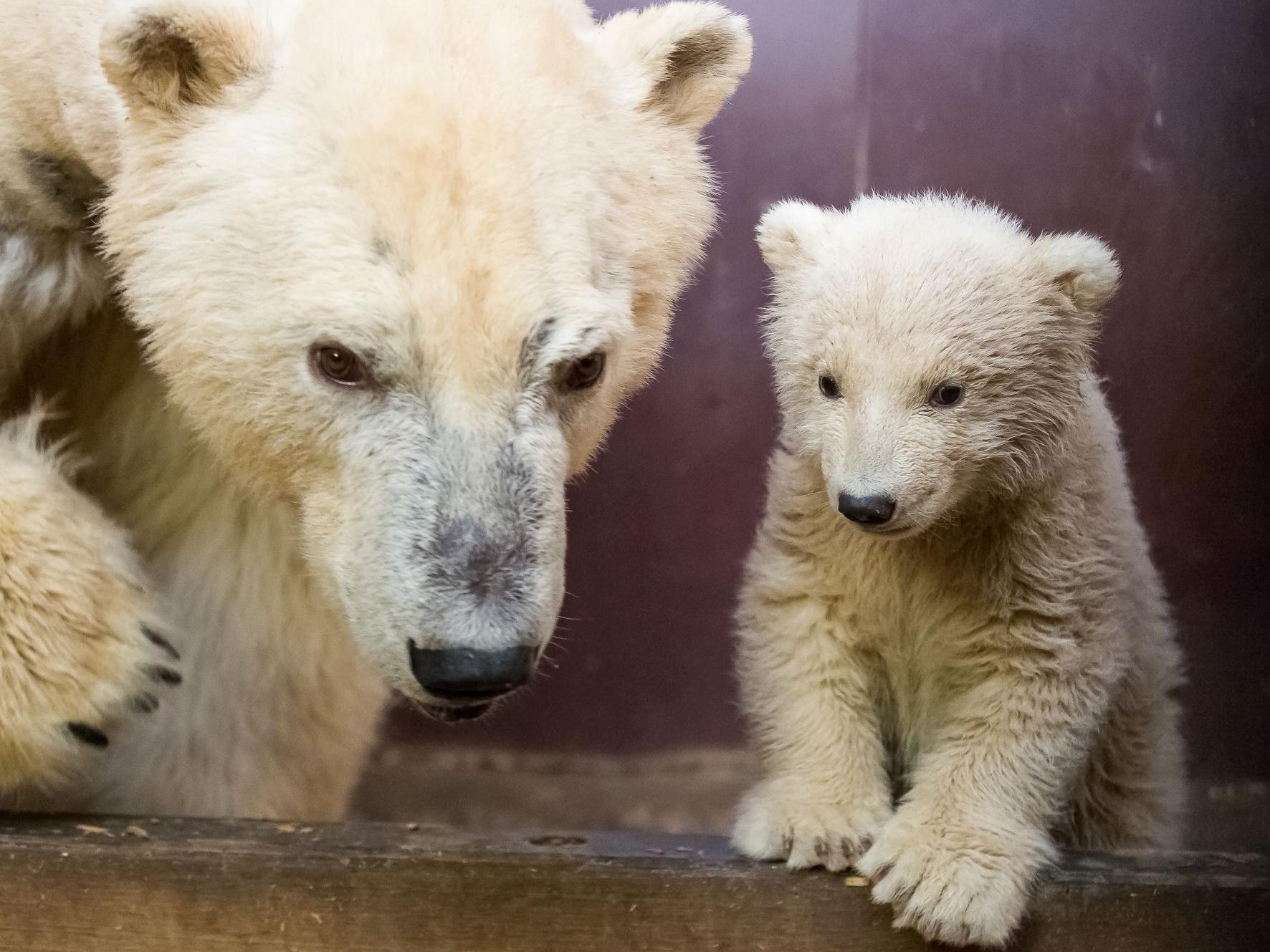 Fritz pictured with his mother Tonja in their enclosure