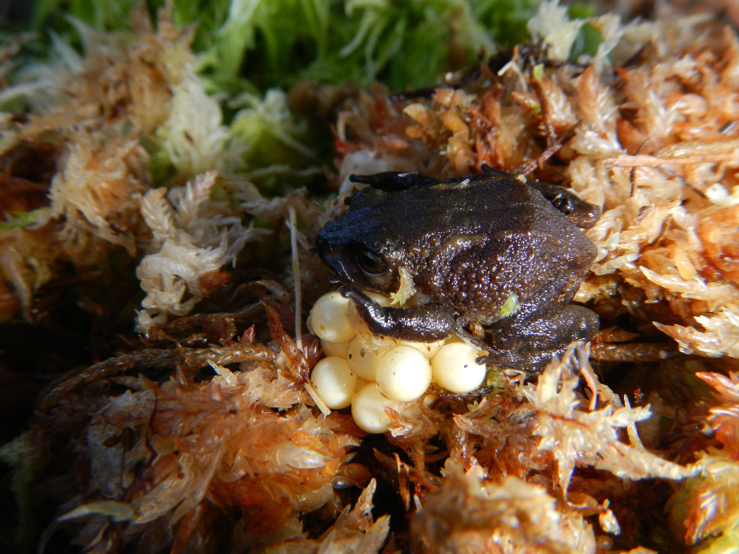 A female Attenborough’s rubber frog guards a clutch of eggs from insect predators