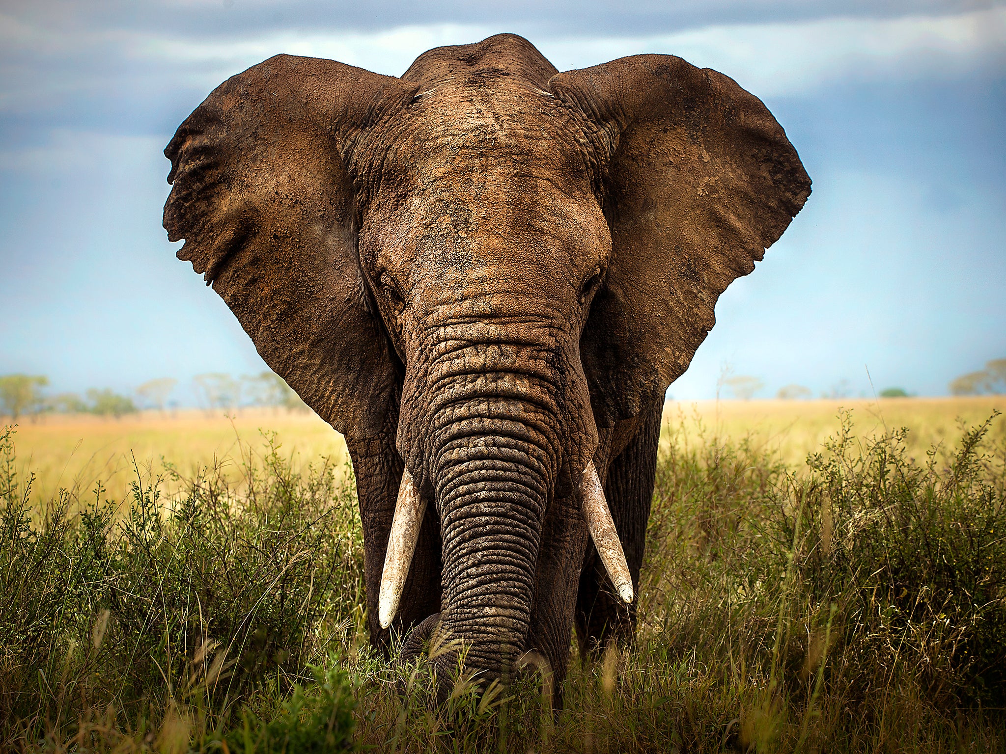 Around 20,000 elephants are killed by poaching in Africa every year, which means an elephant is killed every 25 minutes.