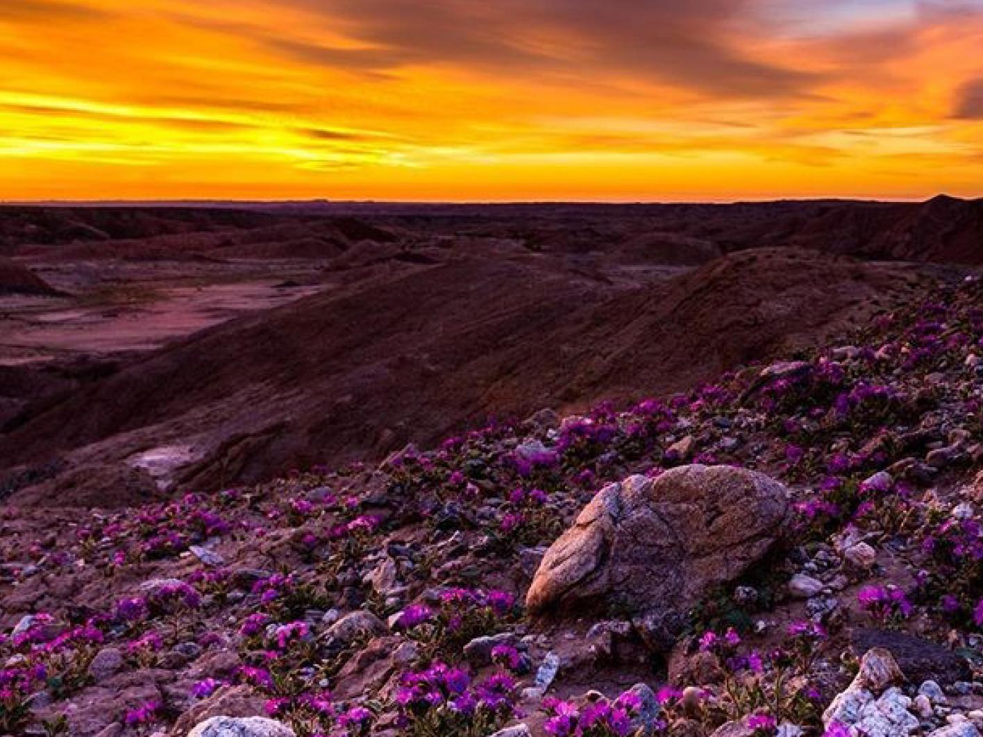 The Anza-Borrego Desert is experiencing a superbloom of wildflowers after a wet winter