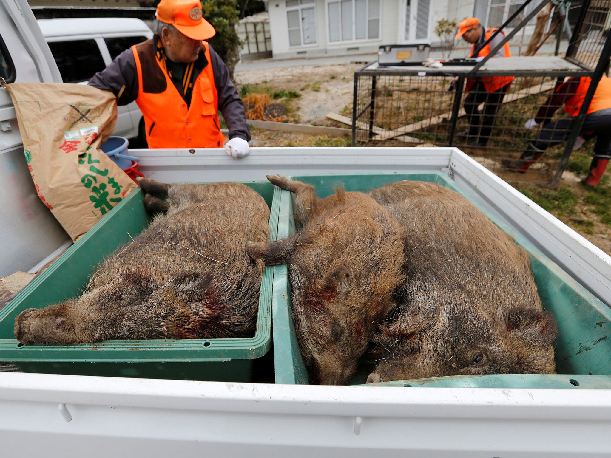 Twice a week, hunters set about 30 cage traps, using rice flour as bait