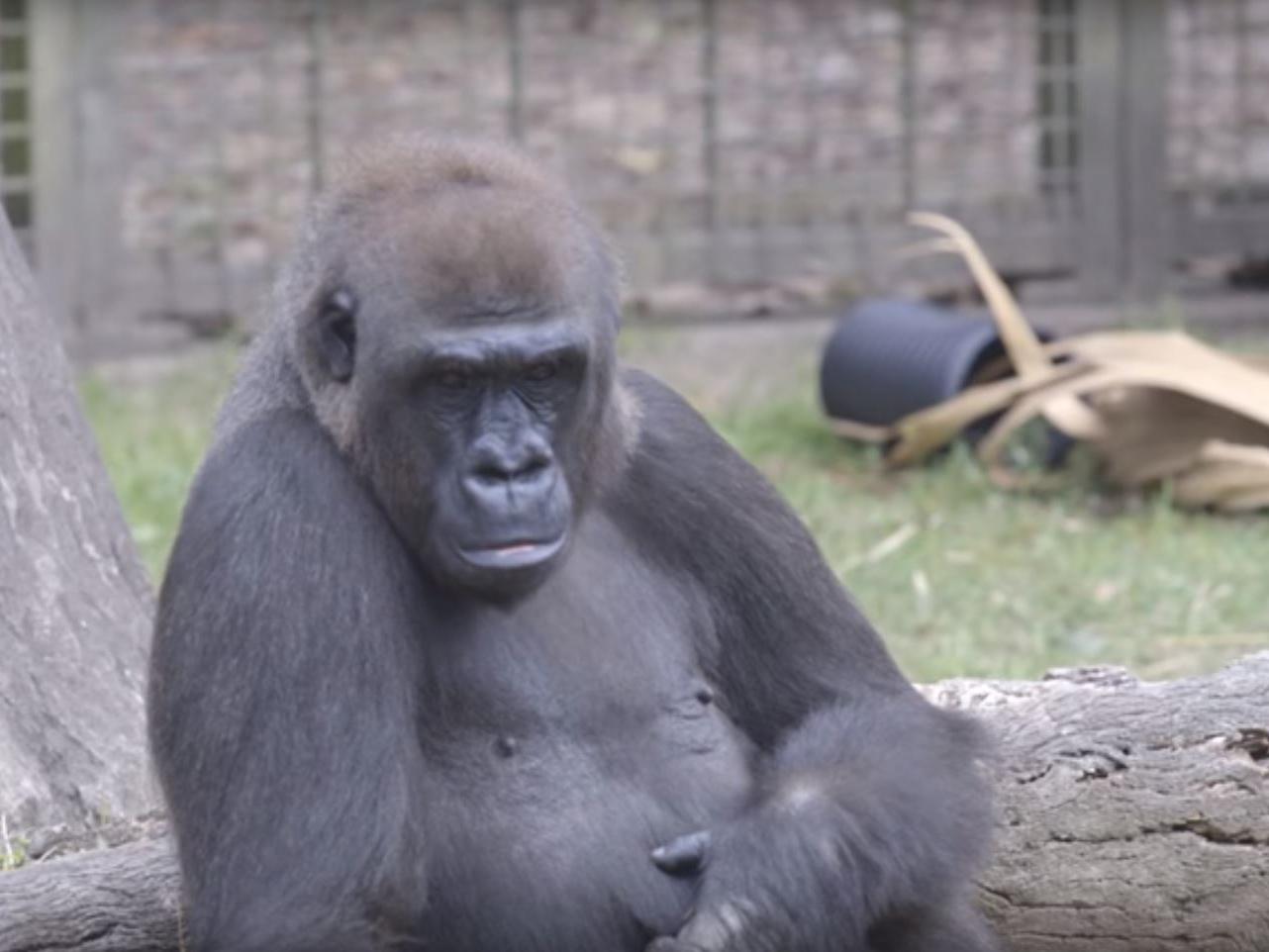 Praline,a 20-year-old lowland gorilla, threw a piece of wood at fleeing visitors at a zoo in New Orleans