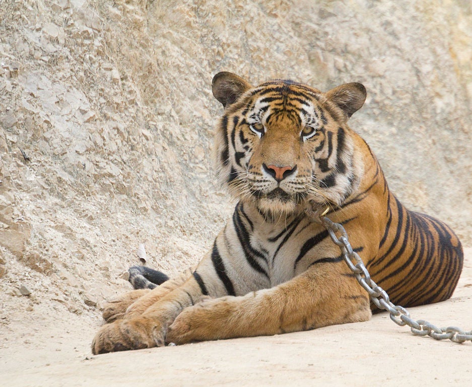 Tinder tiger selfies are not the way to get a date (Magnus Manske, Wikimedia Commons (CCA 2.0)