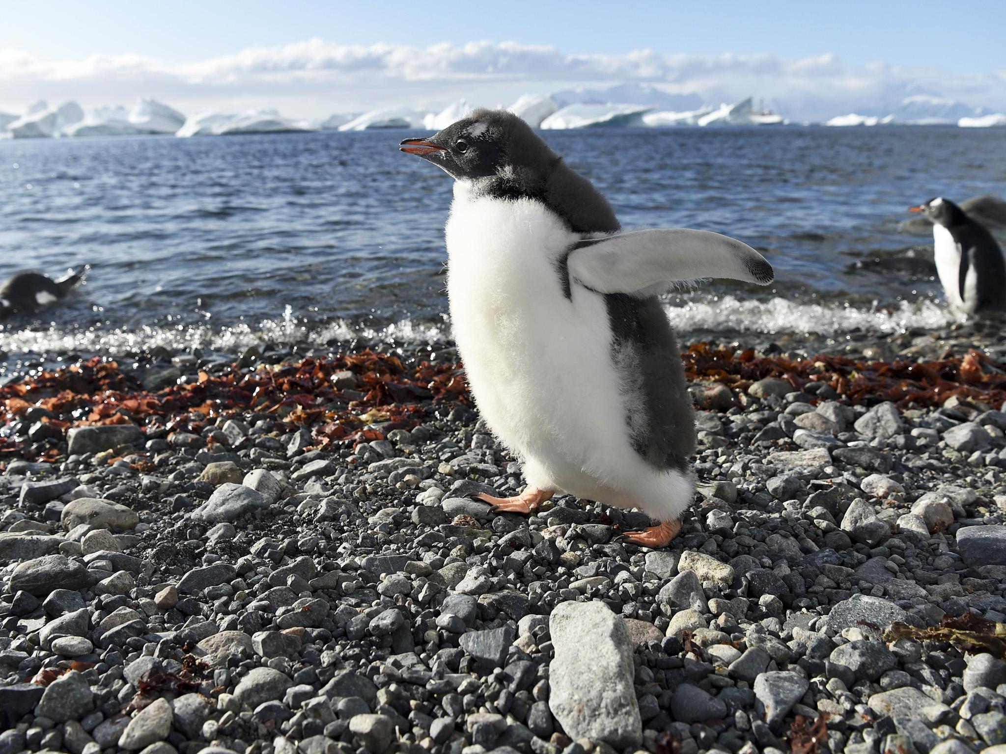 Gentoo penguins on Cuverville Island in the western Antarctic peninsula, an area disputably owned by Britain, Argentina and Chile