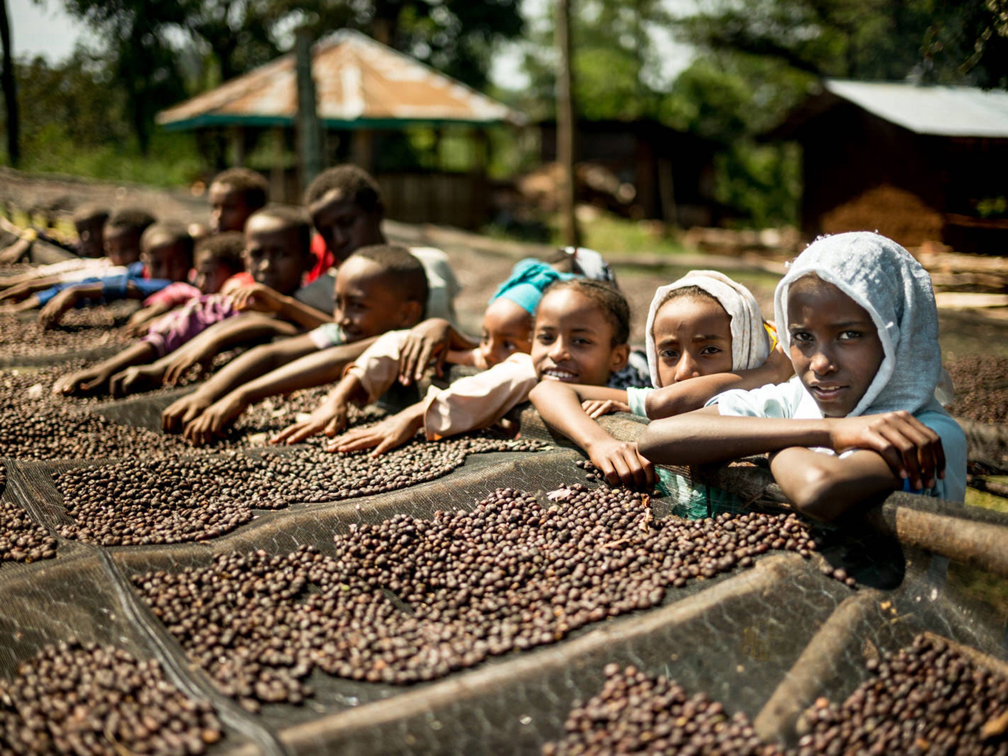 Part of the development program is teaching the coffee growing process to children at school. Many of these children will grow up to work with coffee, so having an understanding from a young age is a big advantage for them