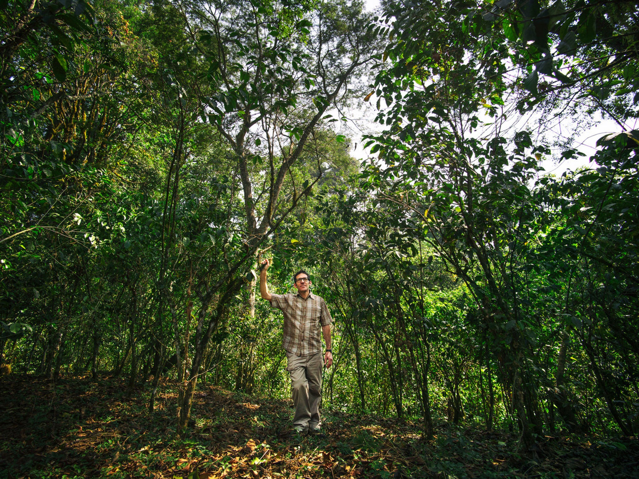 Jeremy Torz standing among wild coffee trees in Yayu Forest.