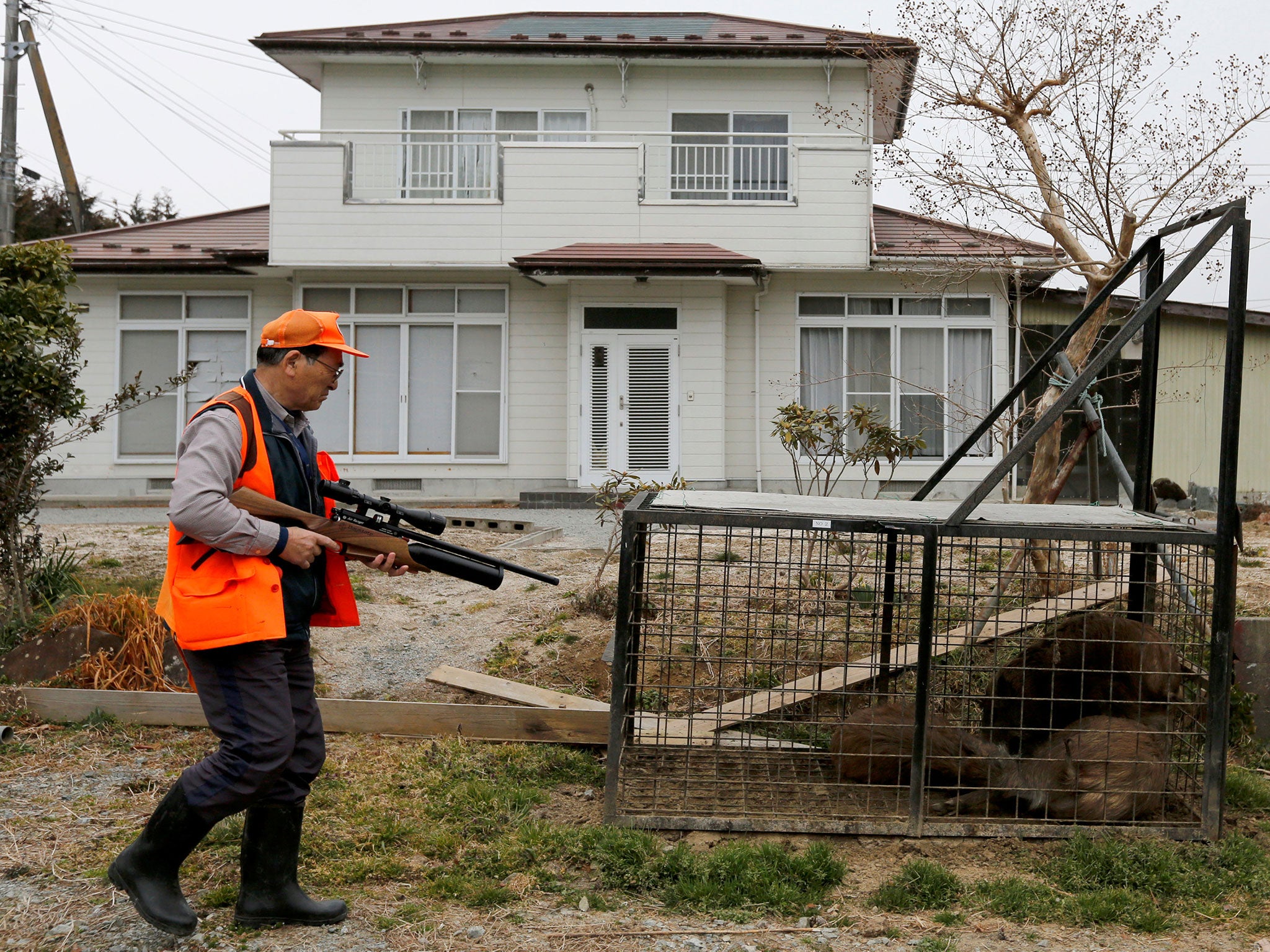 A hunter preparing to shoot trapped wild boars in an evacuation zone near the Fukushima Daiichi nuclear power plant in Namie, Japan, on 2 March