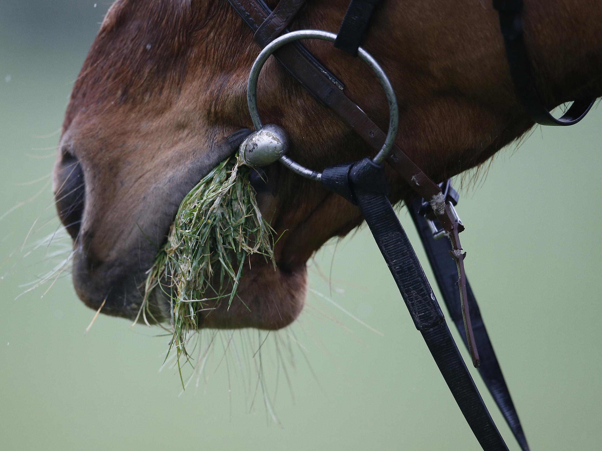 There are a number of tips and tricks to surviving at Cheltenham