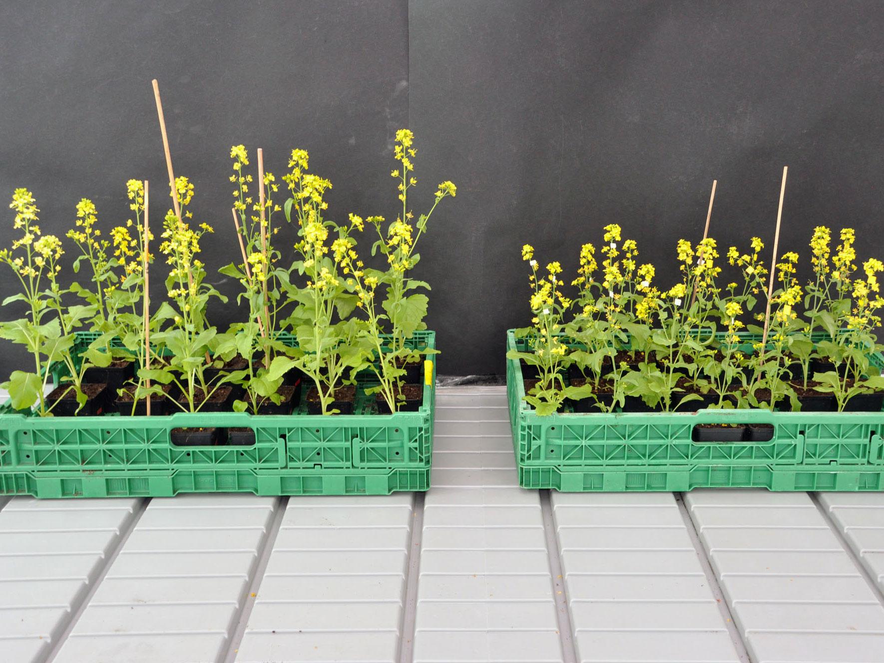 The field mustard plants on the left were pollinated by bumblebees, the smaller ones on the right by hoverflies