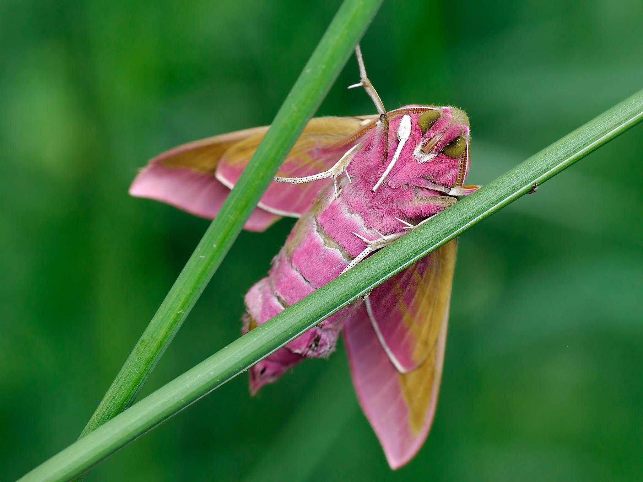 &#13;
Elephant hawkmoth; deilephila elpenor (Shutterstock/Ox Karol)&#13;