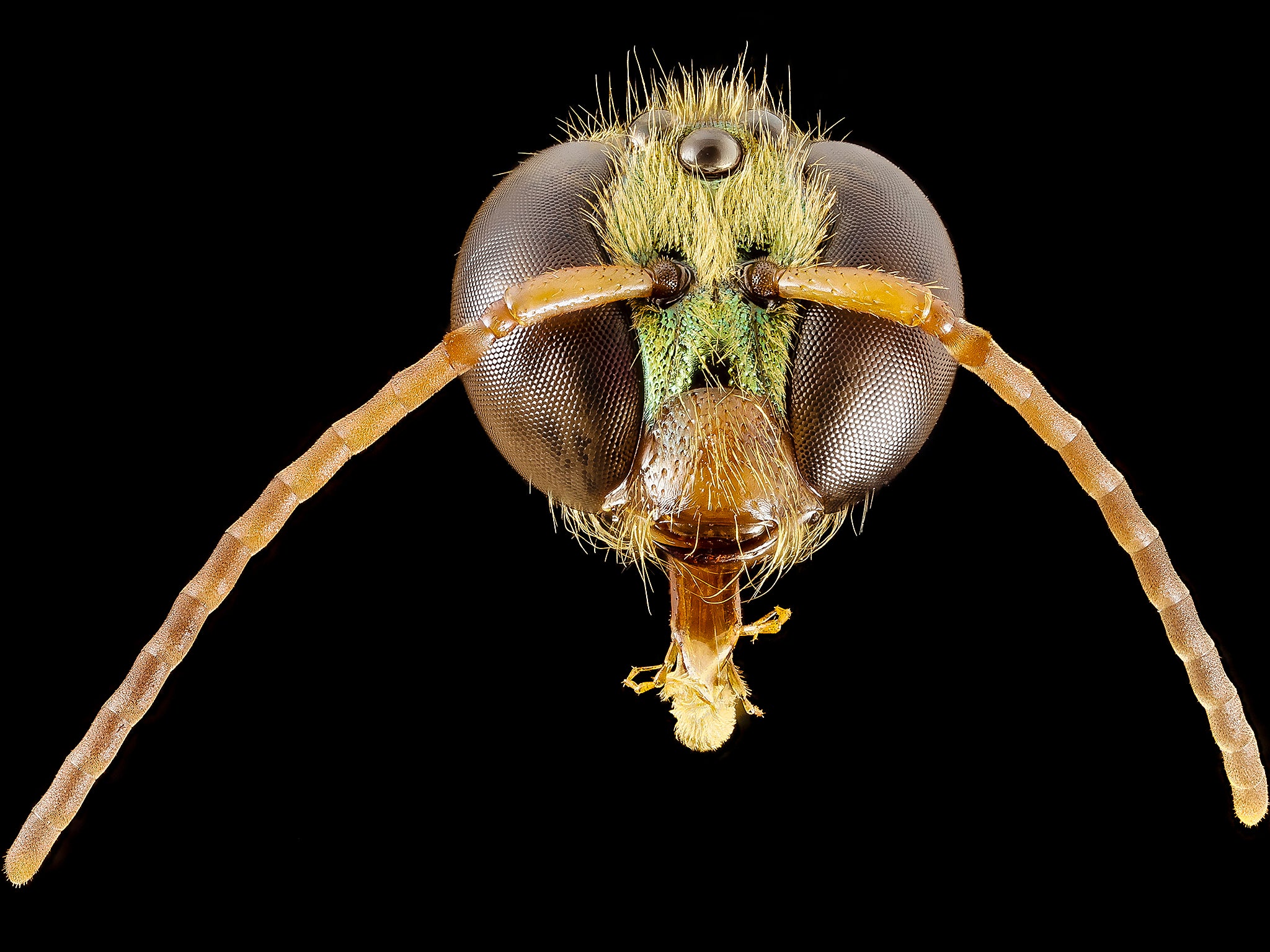 Megalopta genalis is a species of the family Halictidae, otherwise known as the sweat bees. The bee is native to Central and South America