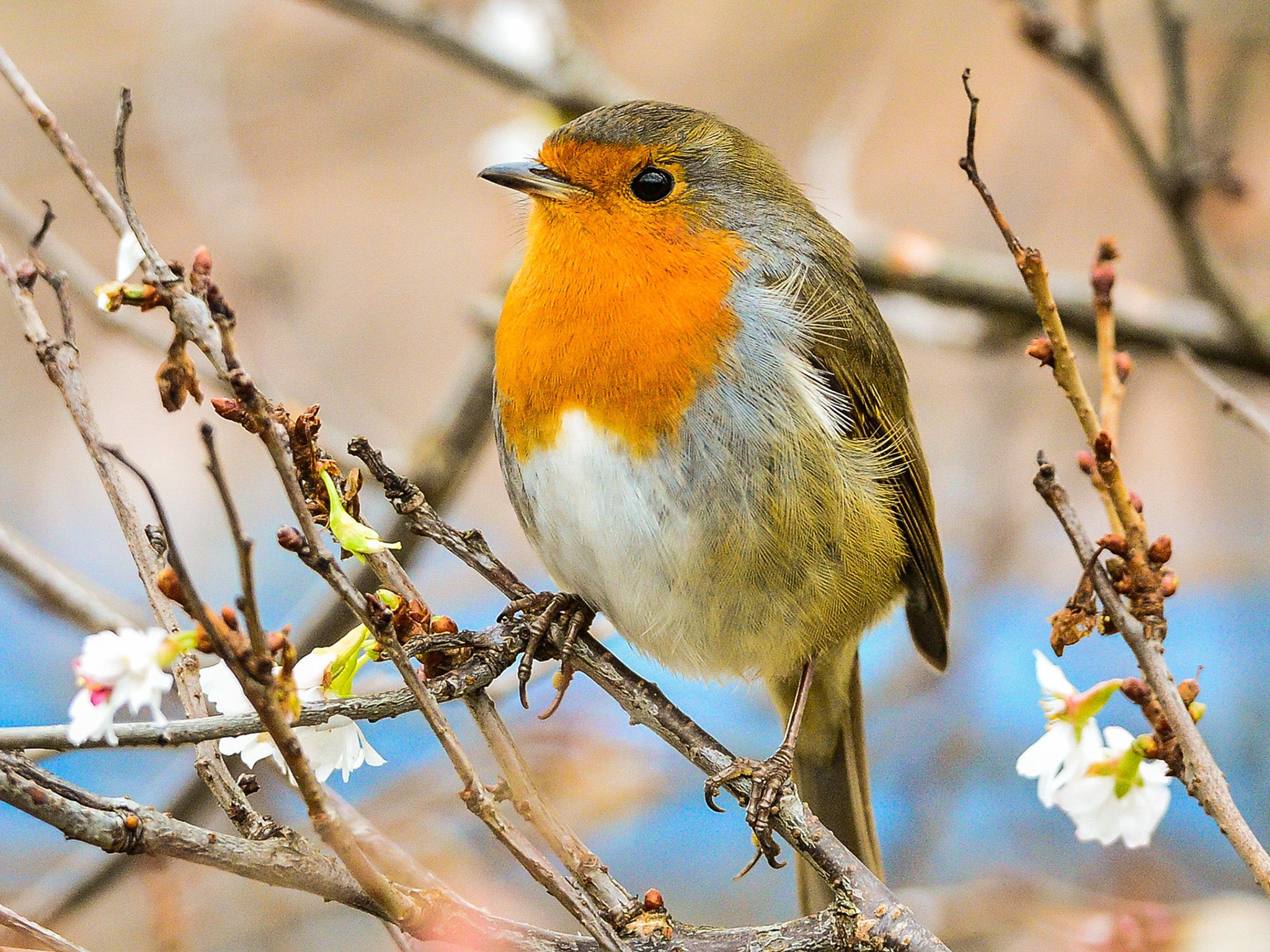 Robins are among the birds being trapped