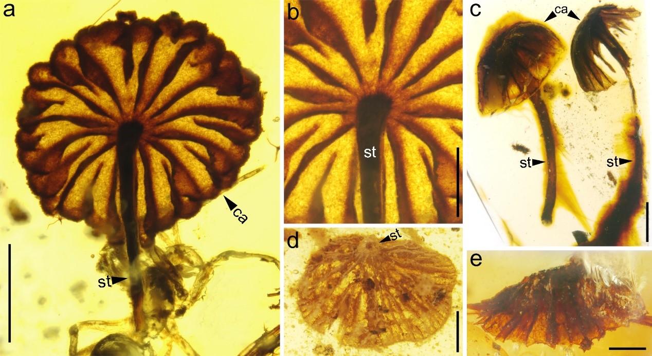 Researchers are amazed at how similar the ancient specimens are to modern mushrooms