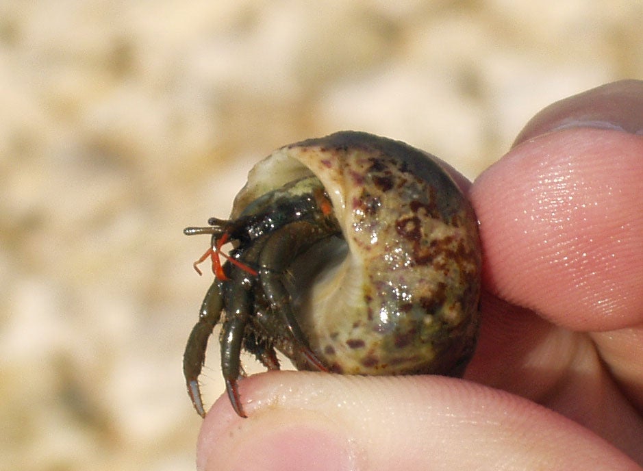 The St Piran’s crab has reappeared in Cornwall, after the species hadn't been seen in large numbers since just before the Torrey Canyon spill