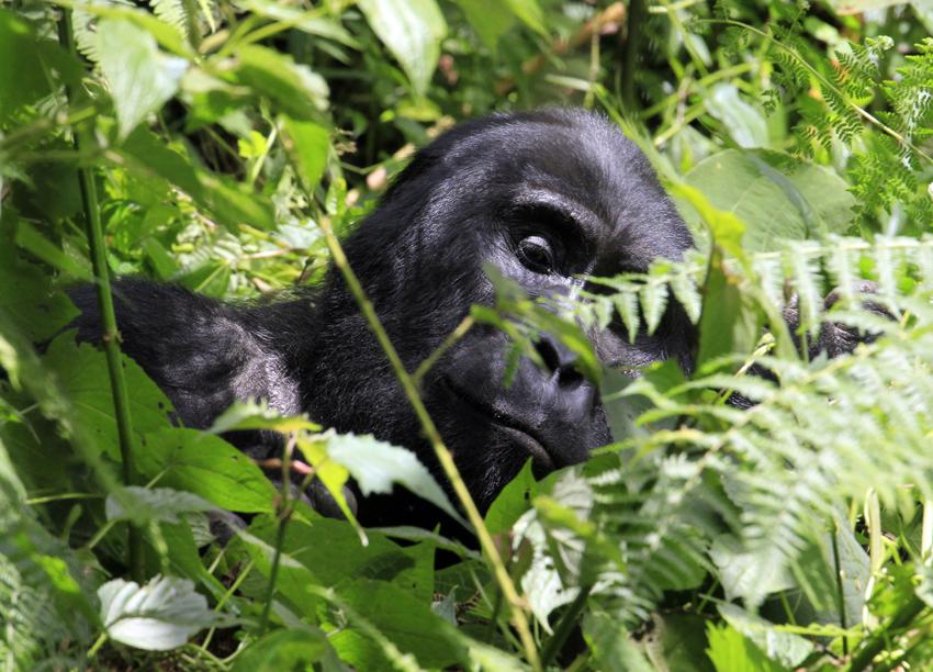 A shy female in Rushenya's group (Will Whitford)