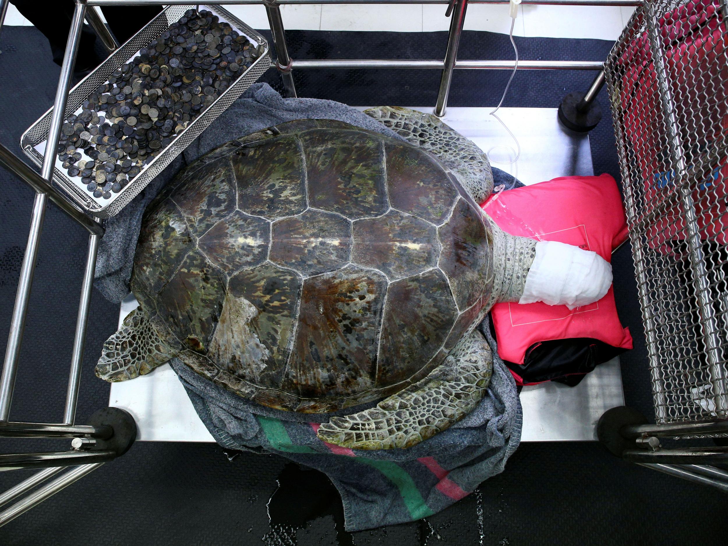 Omsin rests next to a tray of coins that were removed from her stomach at the Faculty of Veterinary Science, Chulalongkorn University in Bangkok, Thailand