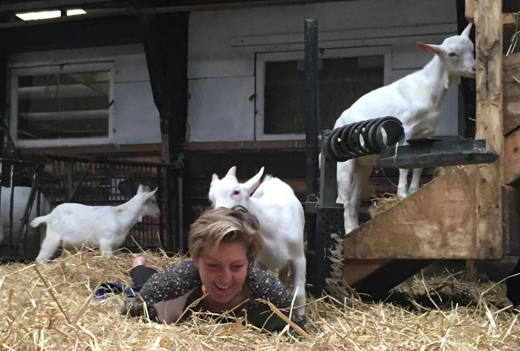 Goat yoga: always unpredictable