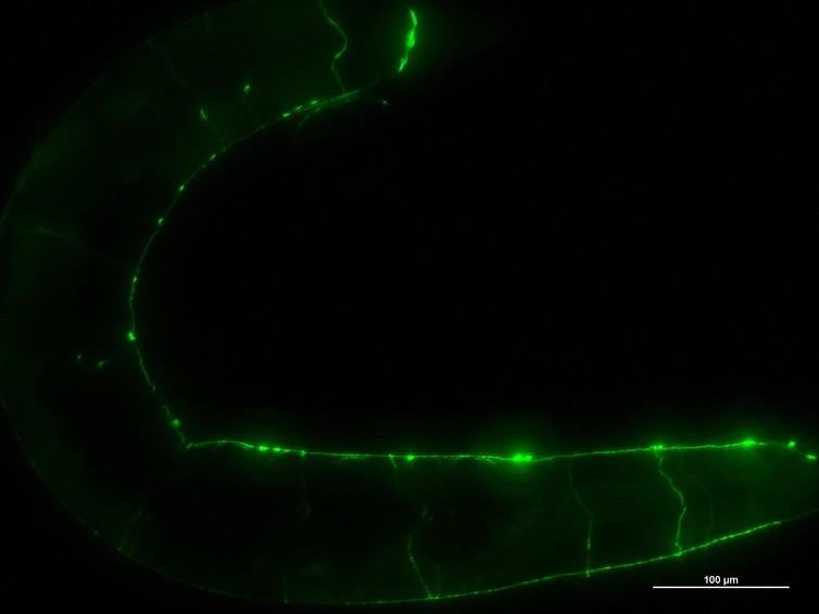 The position of every cell in a roundworm is known and has been mapped