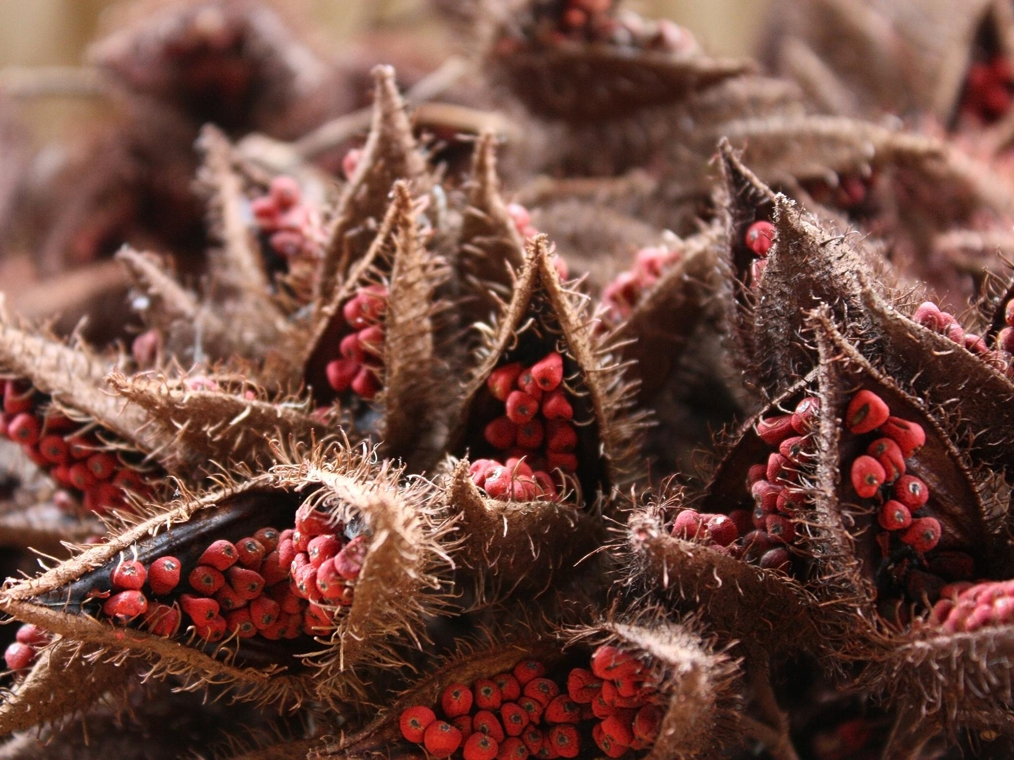 These seeds are often used as food colouring