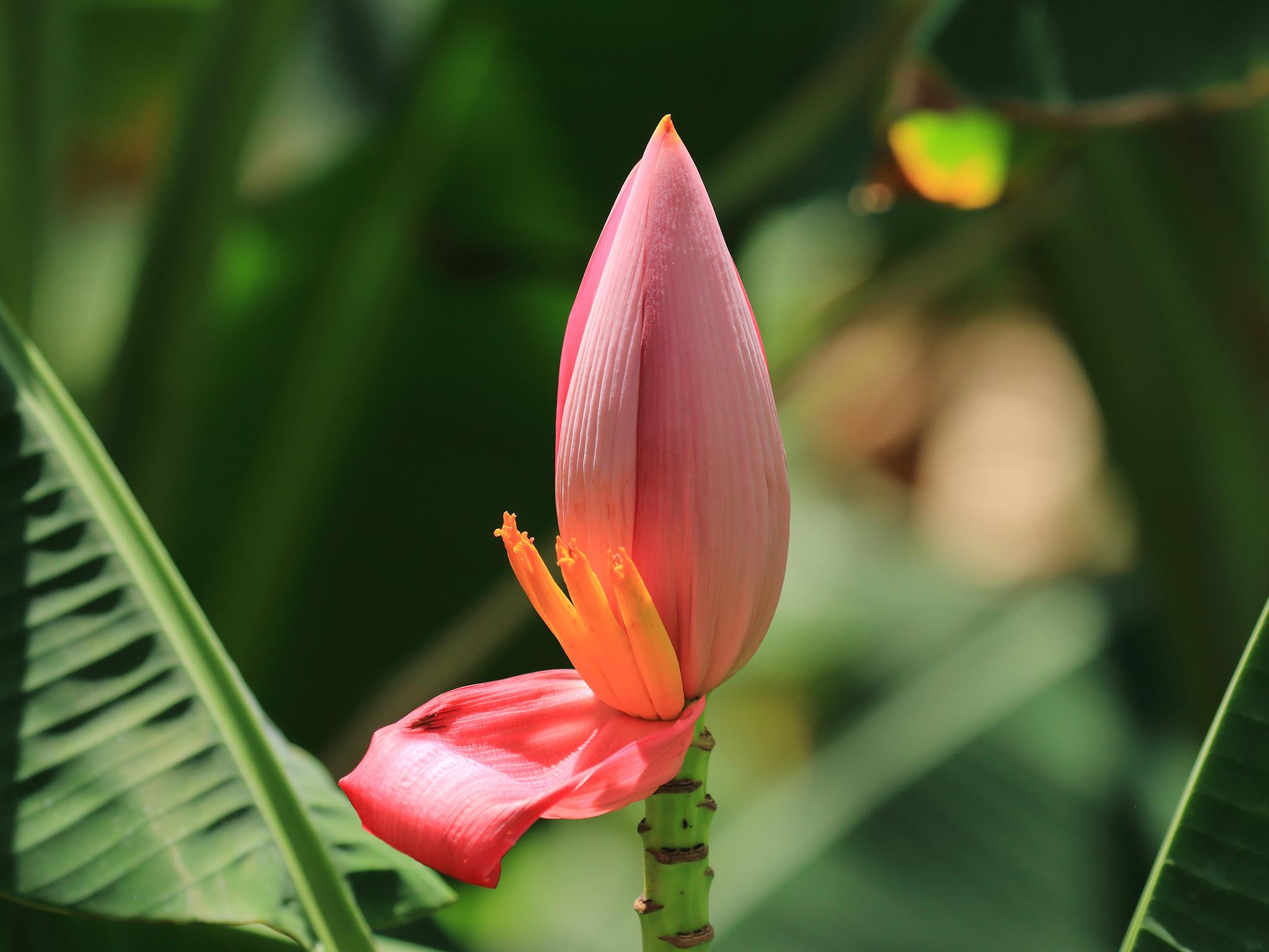 These flowers are safe to eat