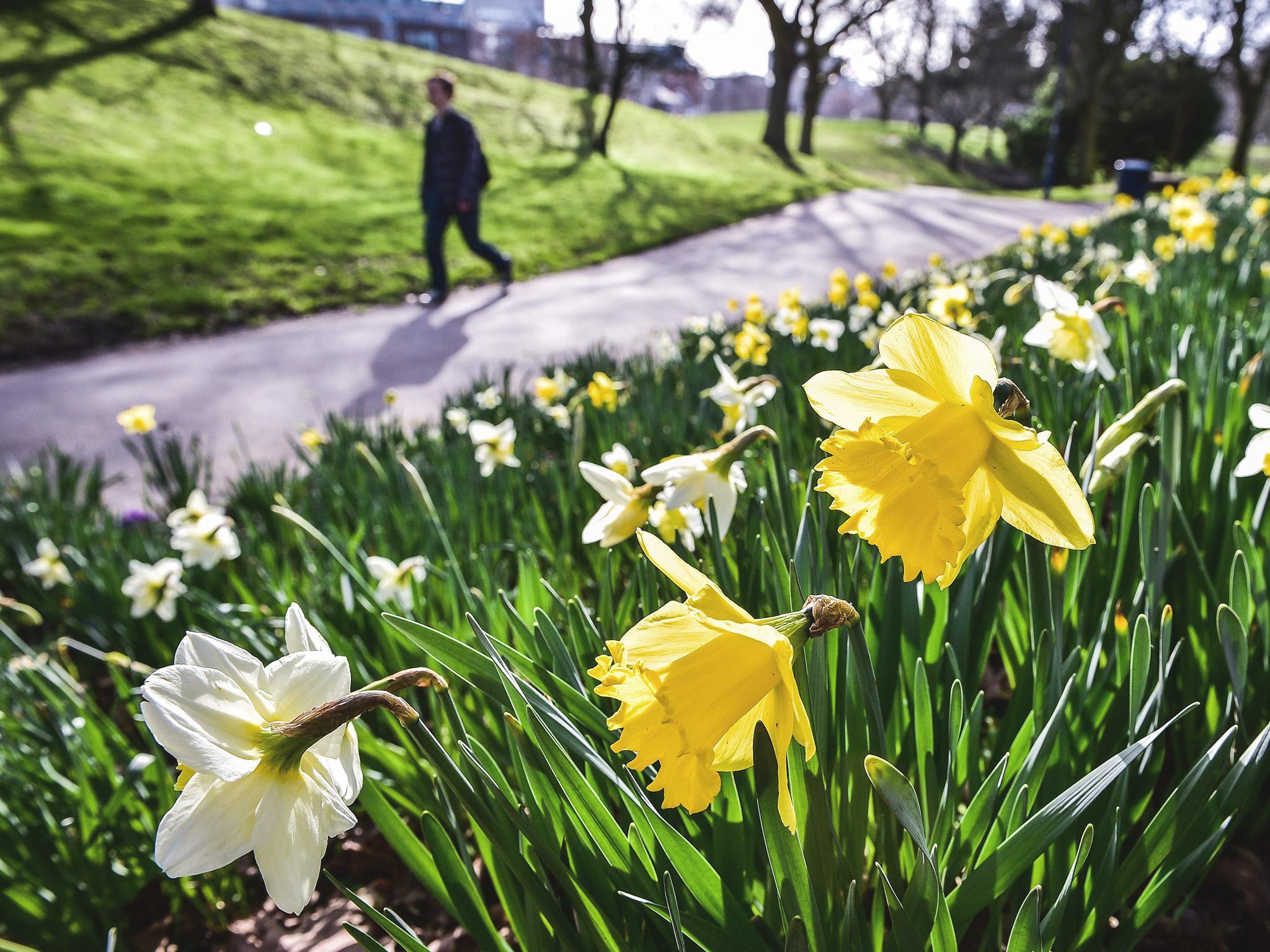 Daffodils in full bloom in the sunshine at Castle Park, Bristol