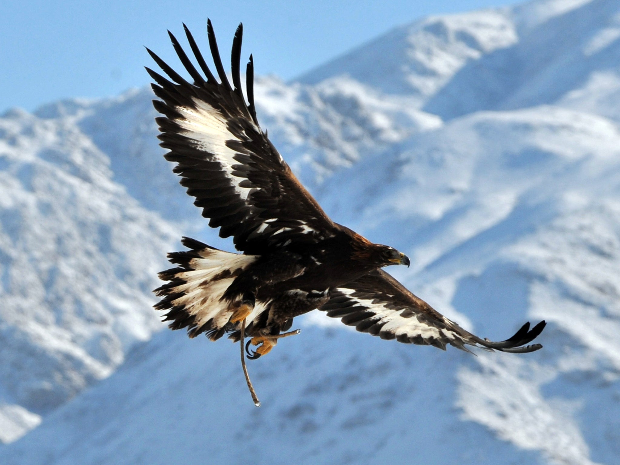 Golden eagles in the south of Scotland are isolated from larger populations in the Highlands