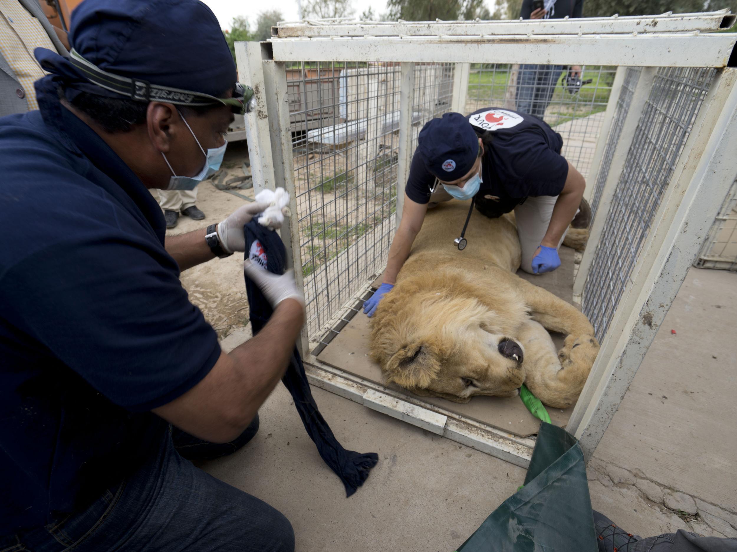 'Large wild animals such as bears and lions kept in desolate cages, can pose a threat to humans,' says Dr Khalil