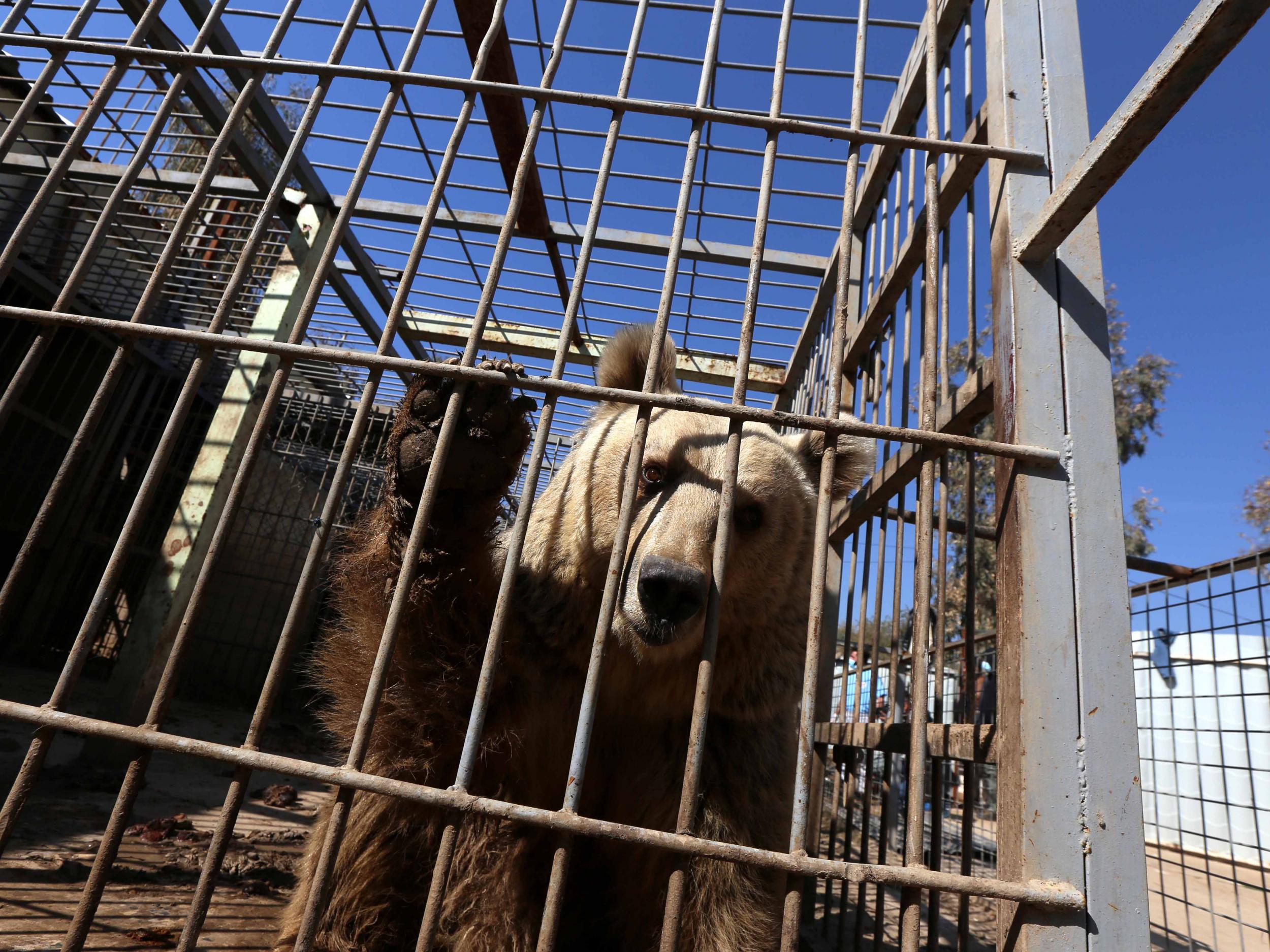 Lula, an abandoned bear