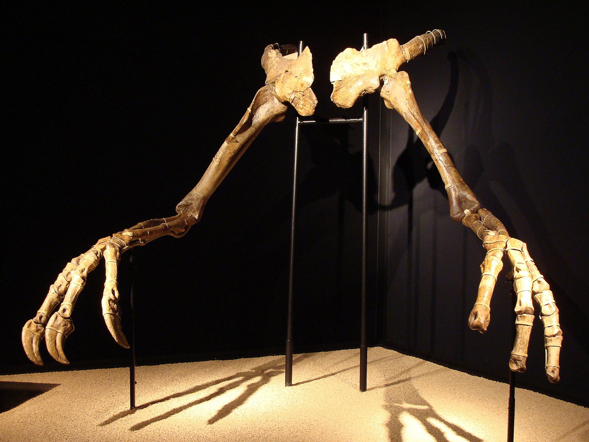 Deinocheirus, meaning ‘horrible hand’ is among the most remarkable discoveries to come out of the Nemegt