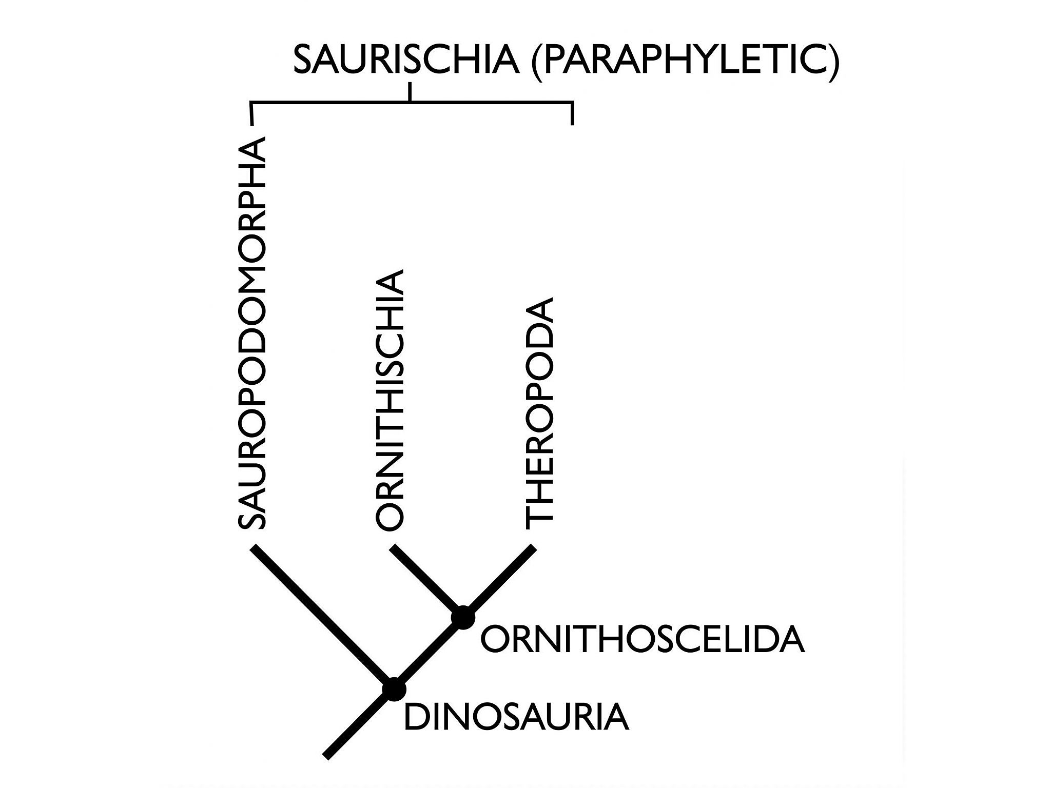 Matthew G Baron rewrote the dinosaur family tree as part of a PhD project