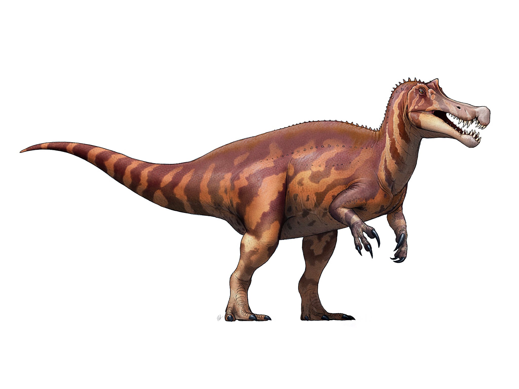 Commercial fossil hunters’ tampering with irritator’s skull led to the dinosaur’s unusual name