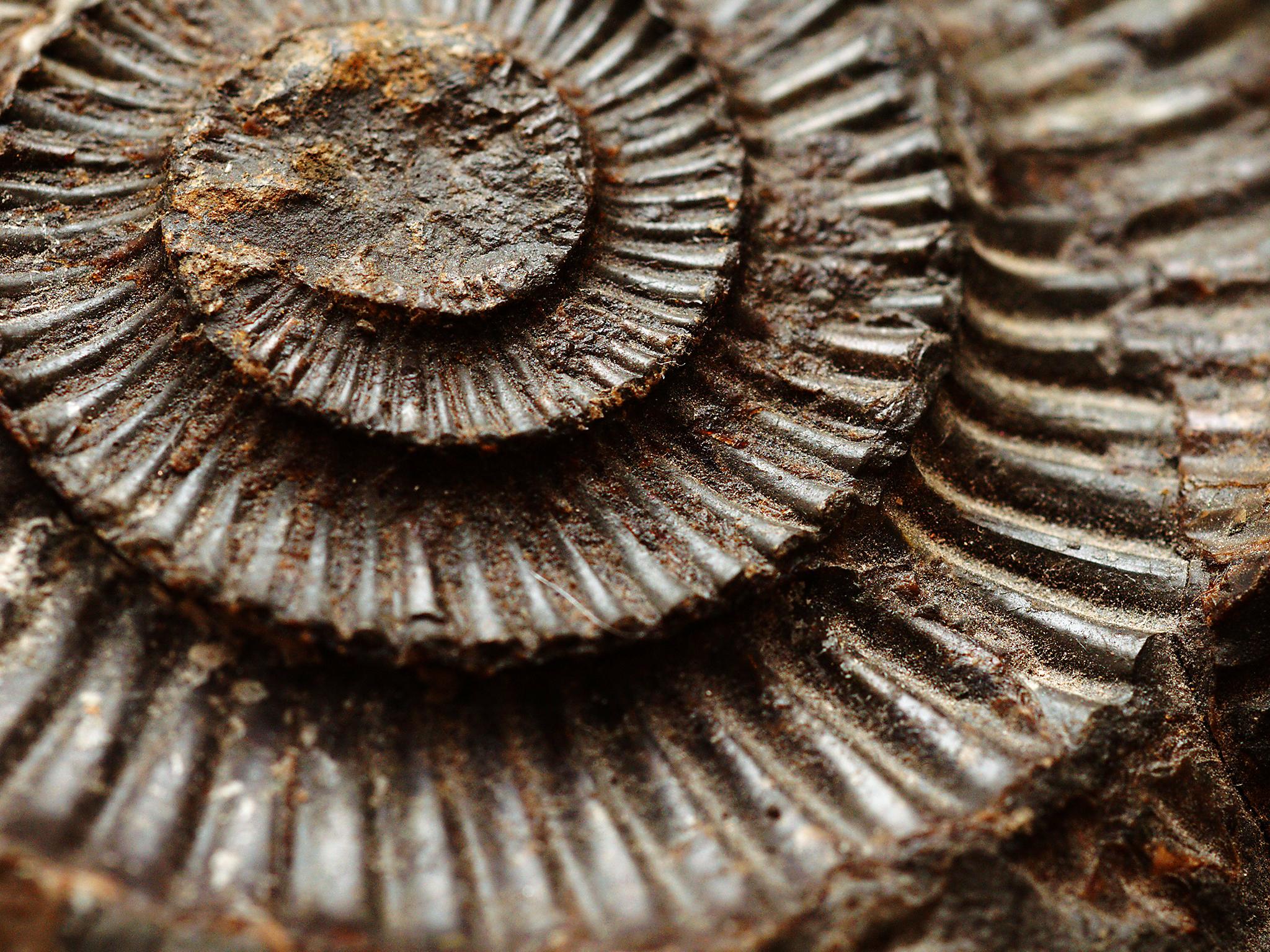 Unscrupulous commercial fossil hunters are undermining crucial scientific research