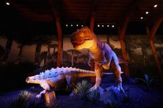 Tyrannosaurus rex were sensitive lovers, new dinosaur discovery suggests