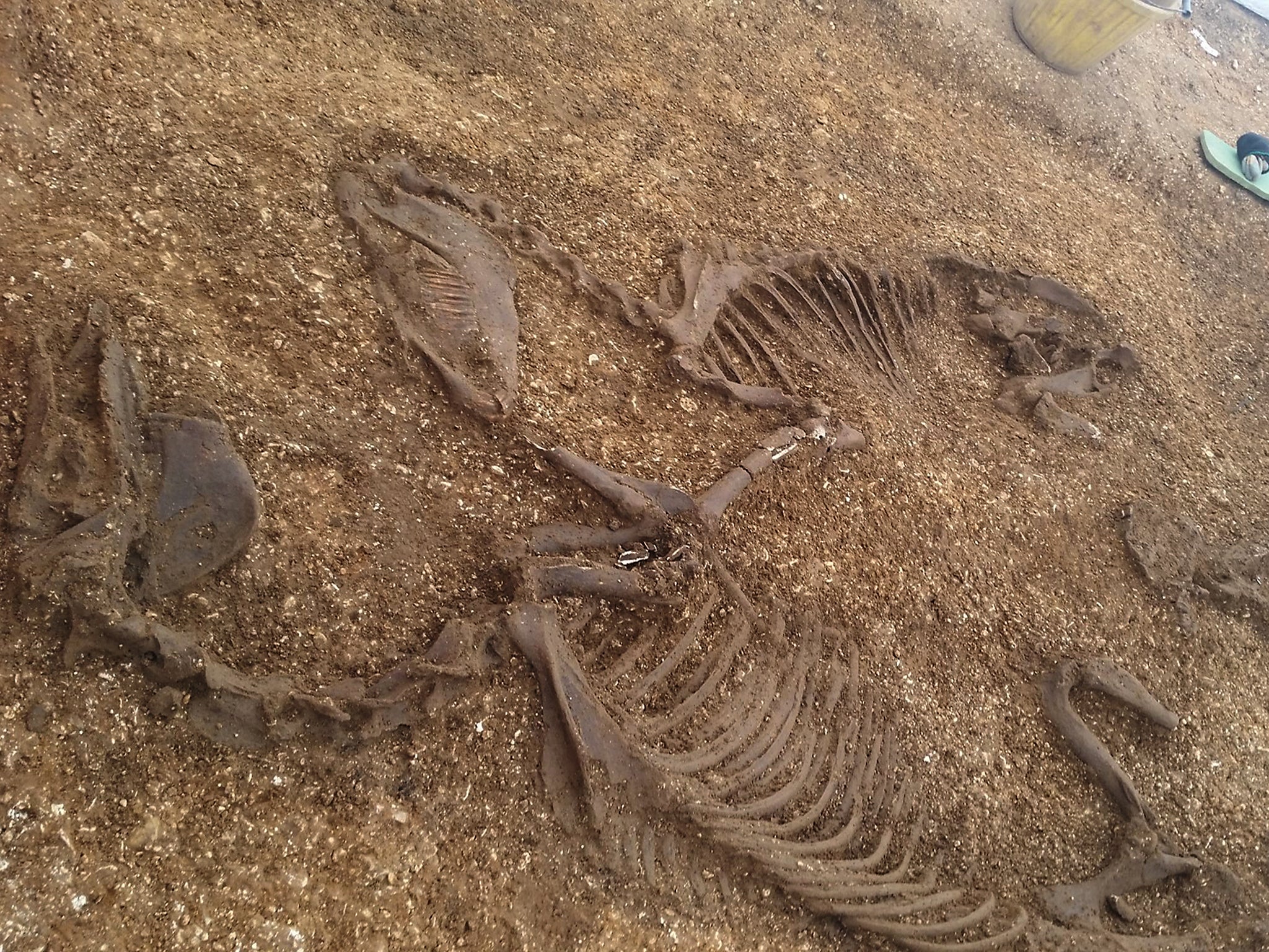 The two Iron Age horses, once used to pull the chariot are examined on site by archaeologists