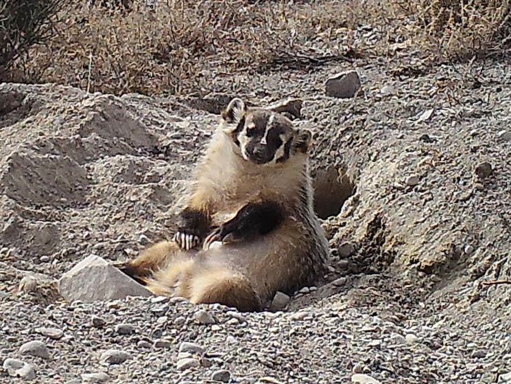 'He looks like a really, really happy badger, rolling in the dirt and living the high life'