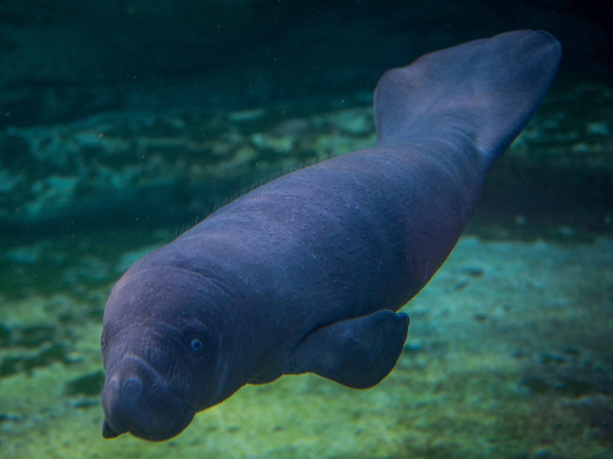 Manatees are marine mammals and often referred to as sea cows