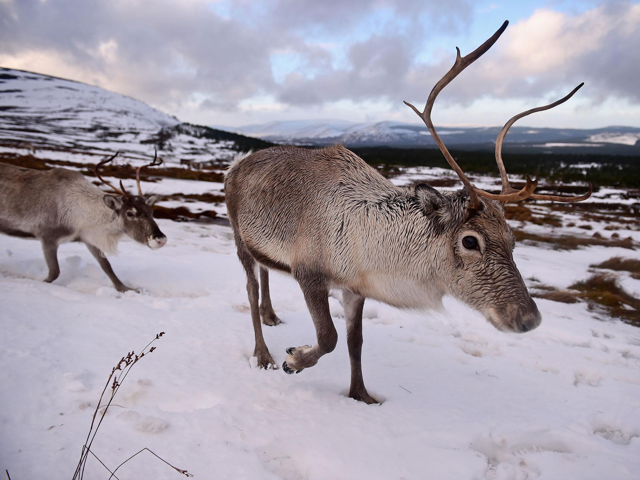 Around 2,000 reindeer are estimated to live in Nordfjella, where the diseased reindeer were found