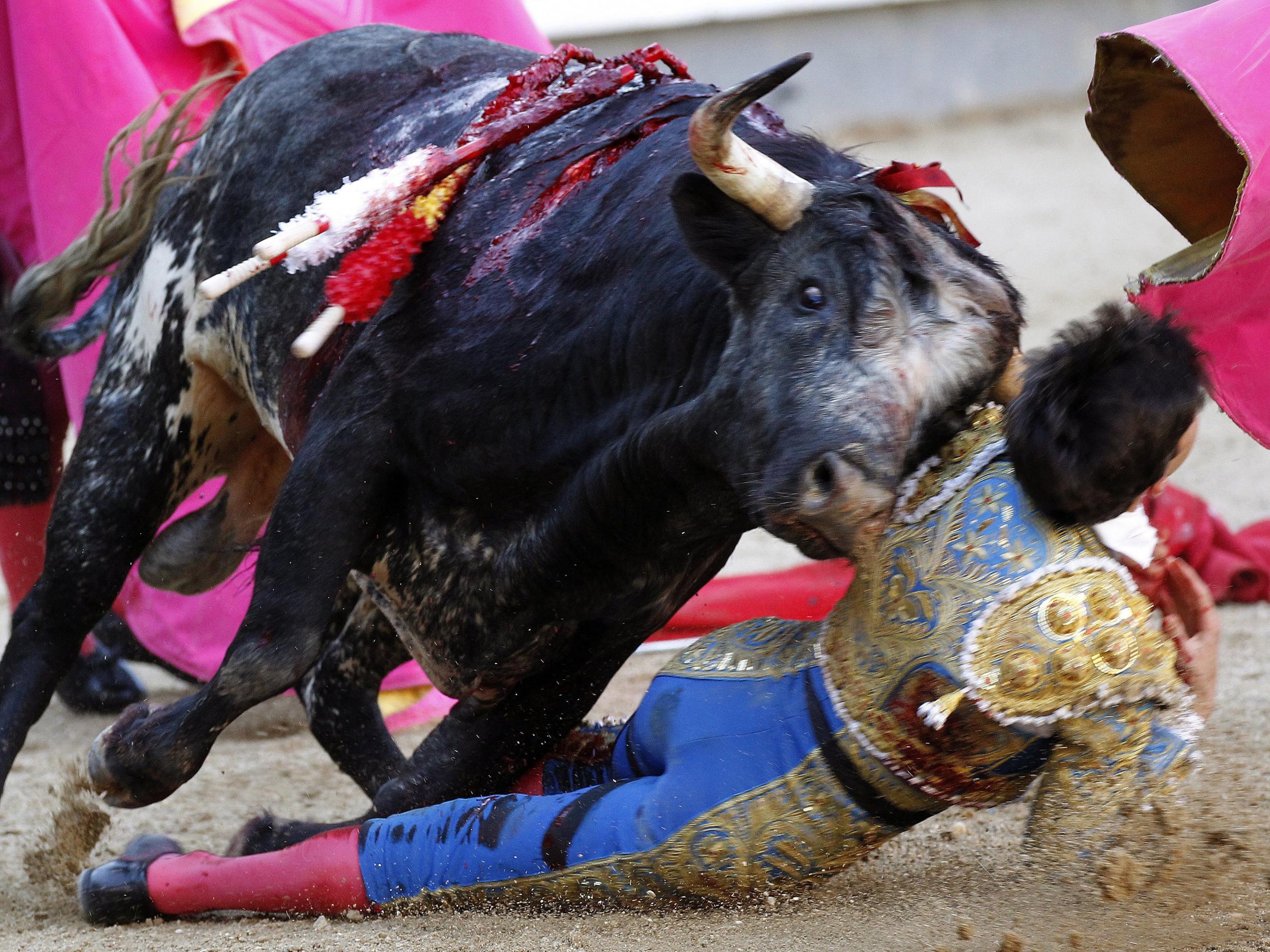 Spanish bullfighter Garcia Navarrete is gored by a bull during a bullfight at Las Ventas bullring in Madrid, Spain