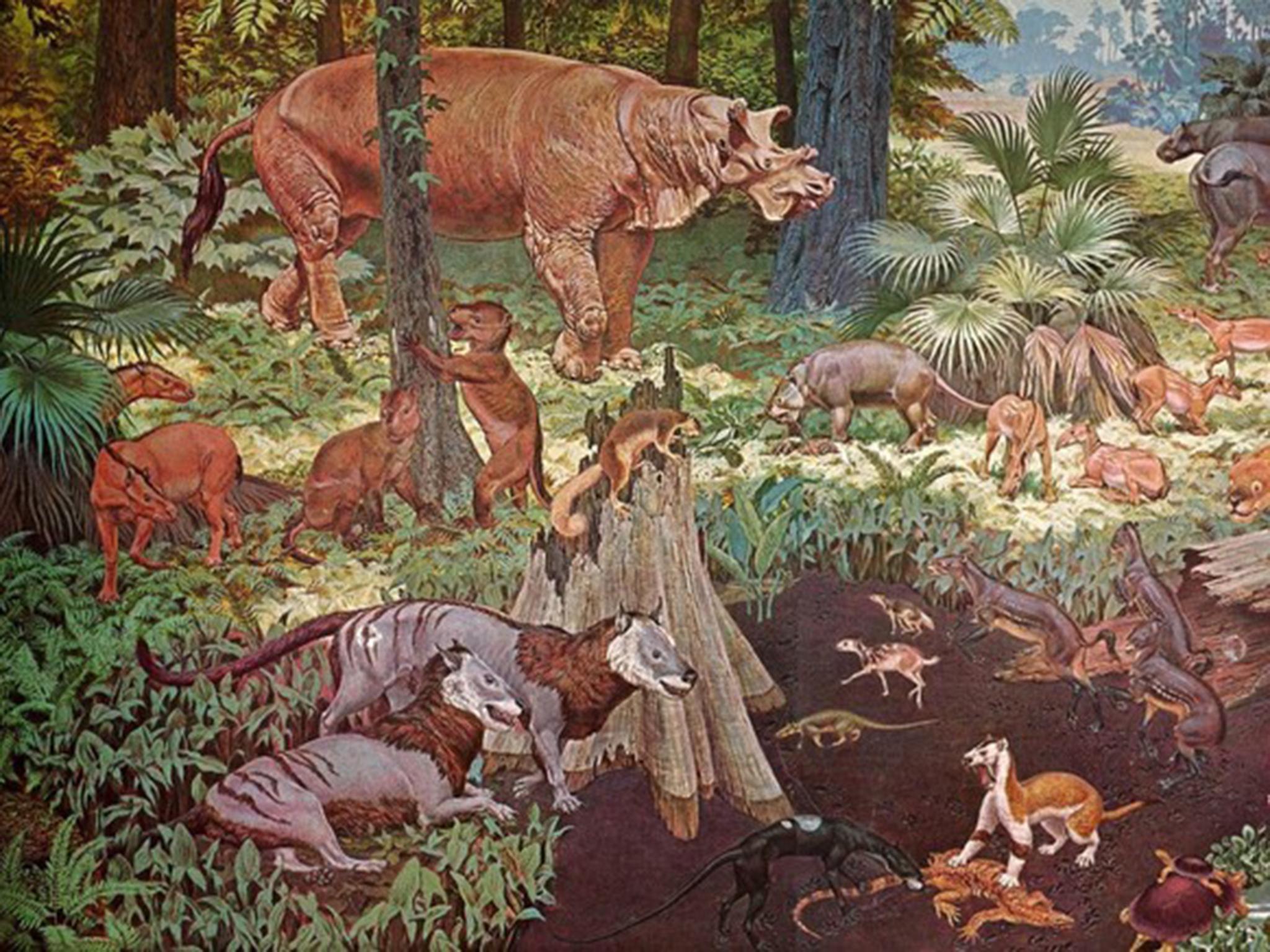 Life in the planet’s last greenhouse period, the Eocene