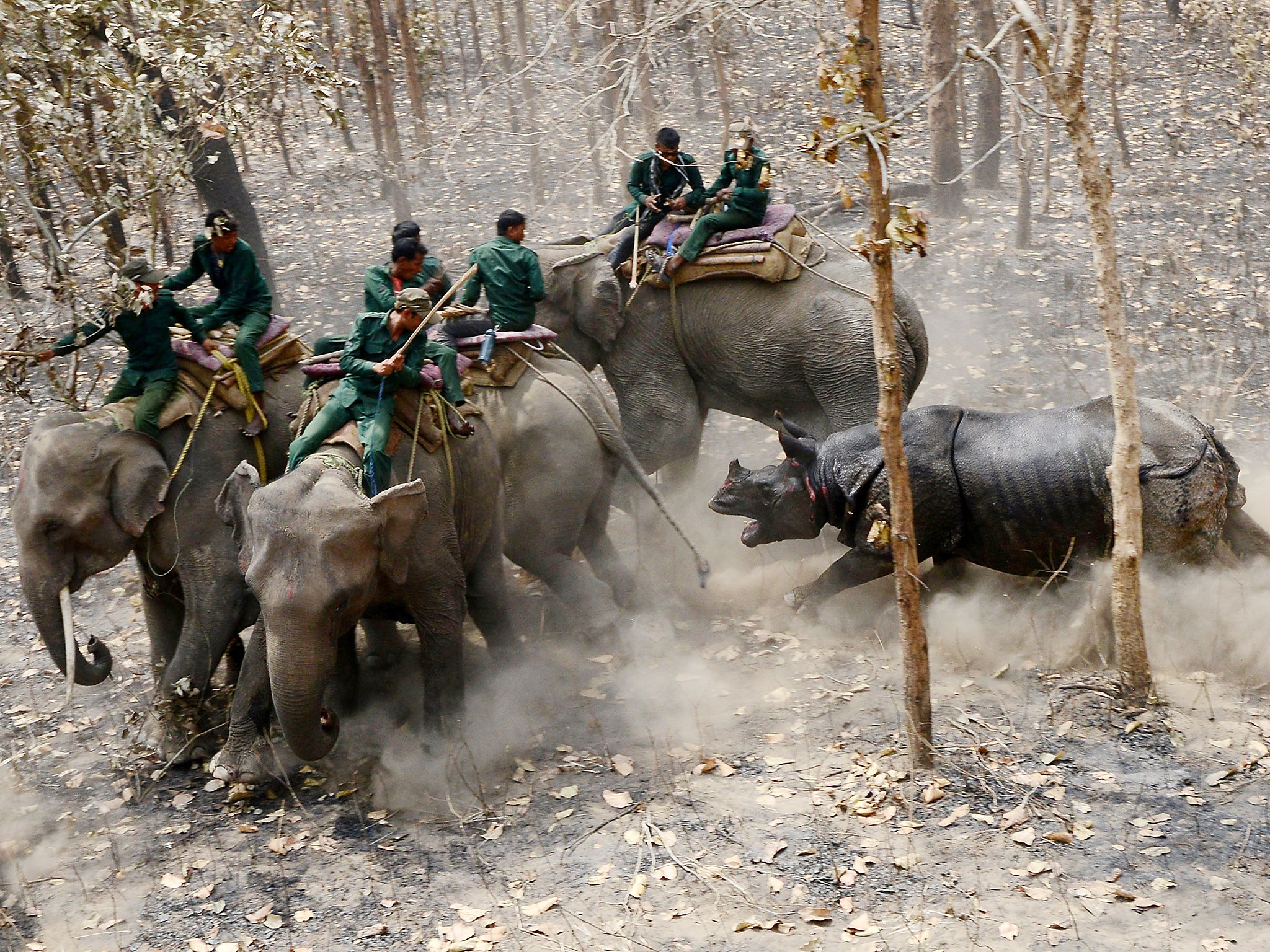 Male rhino charges Napalese forestry workers